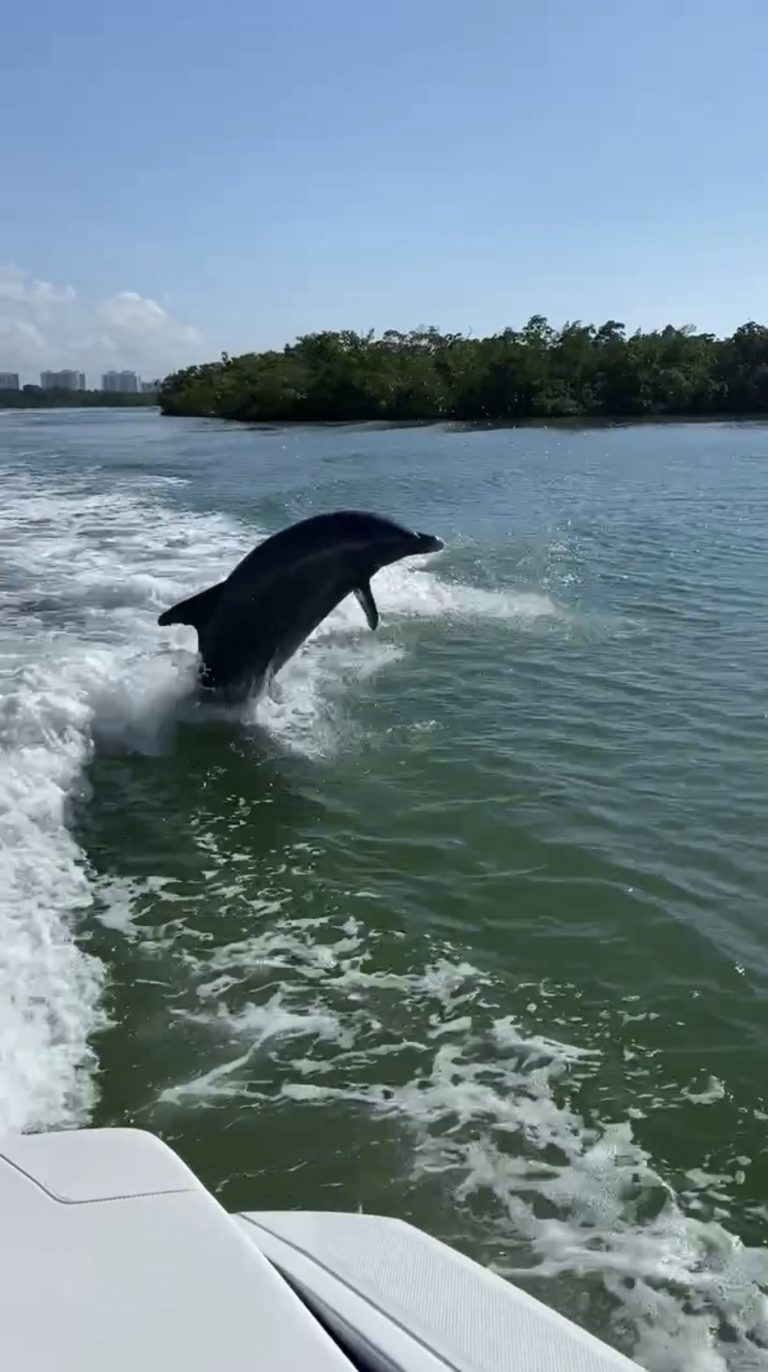 dolphin by boat